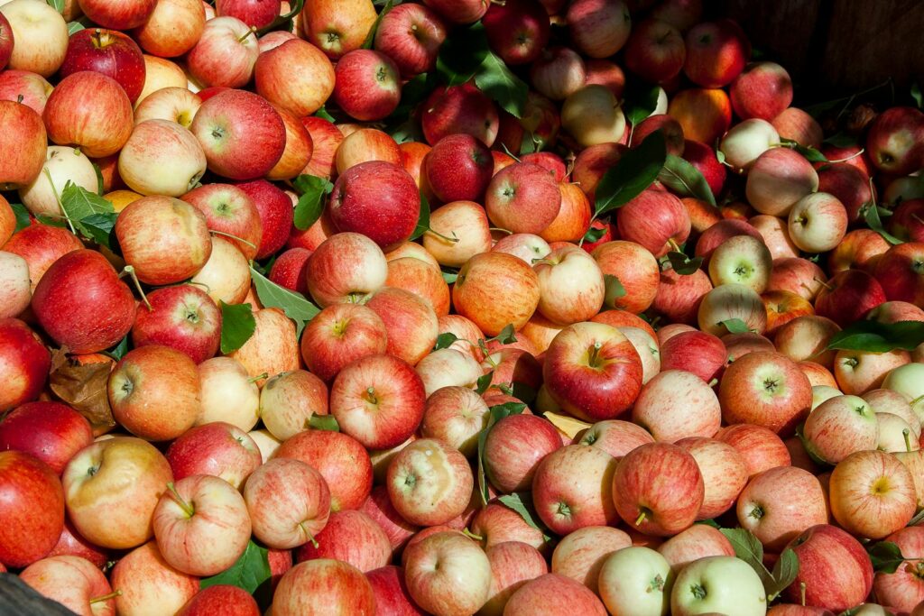 A vibrant close-up of freshly picked red apples showcasing their natural beauty and abundance.